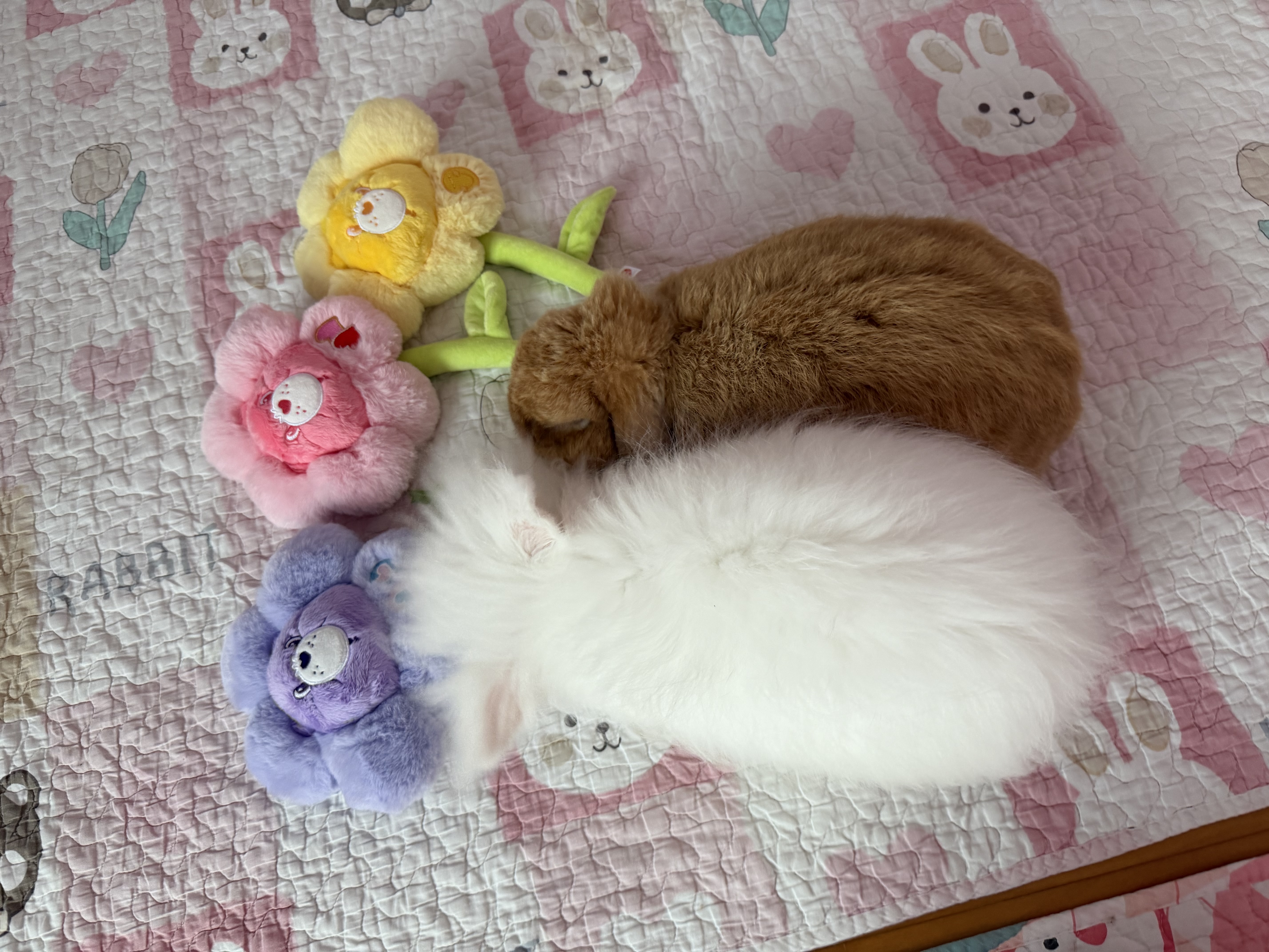 Carebunnies