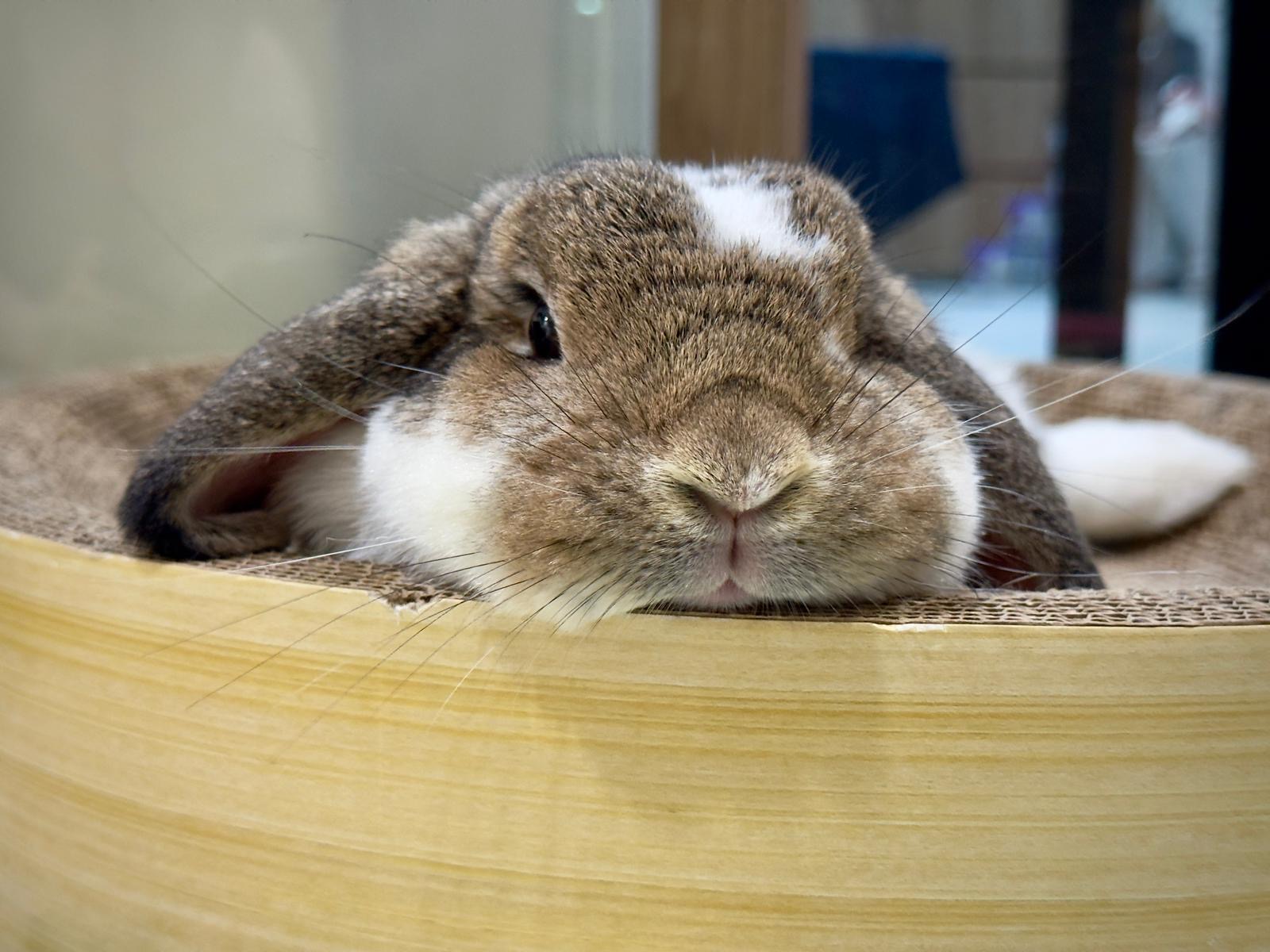 Lazy Bunny