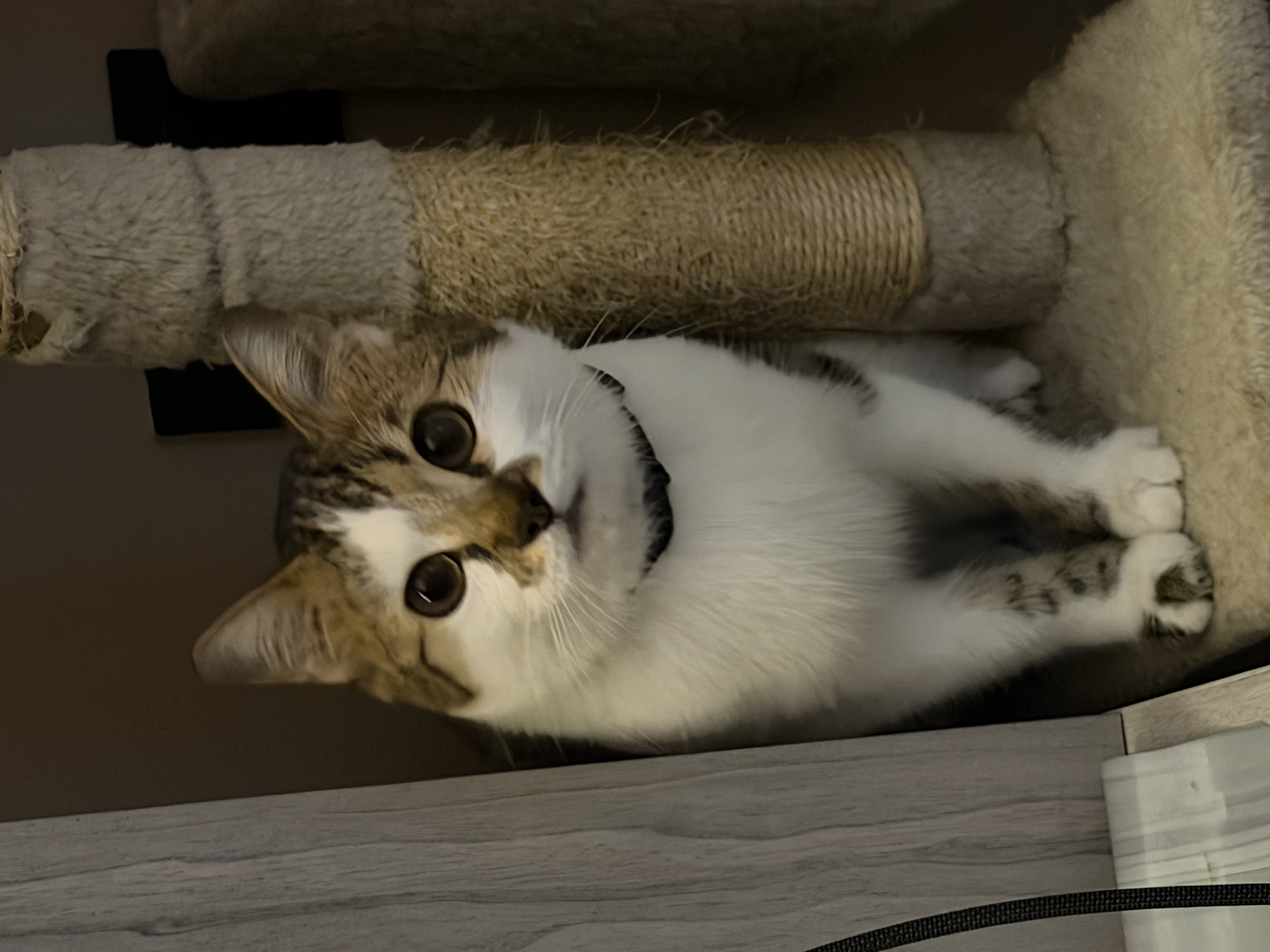 Siti